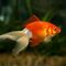 Amantes de los Peces