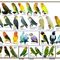 Aves ornamentales colombia