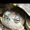 Godzilla Turtle