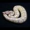 Reptiles México